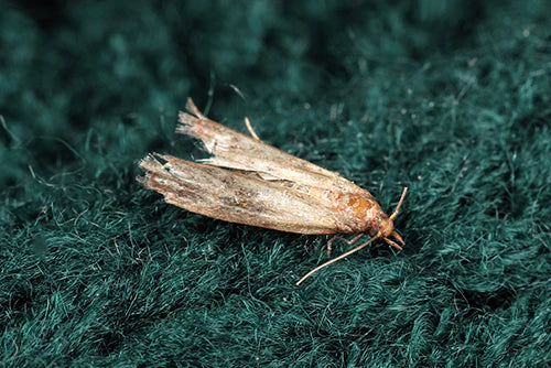 Ako sa zbaviť molí v domácnosti?