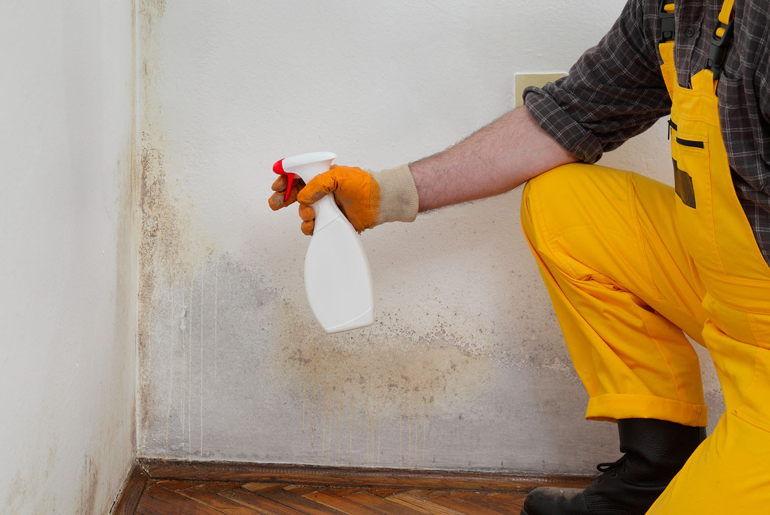 OKAY radca: Ako bojovať s plesňou na stene?