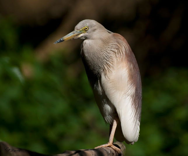 Ako fotografovať zvieratá