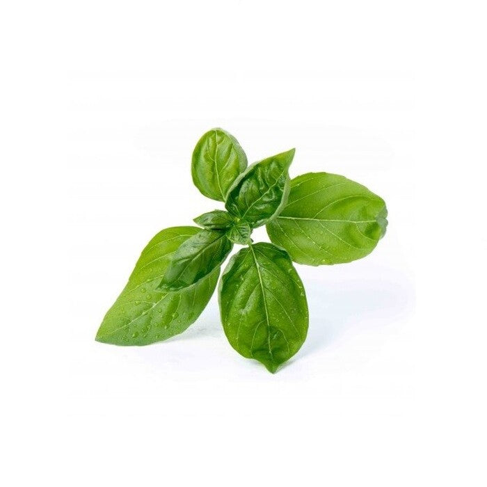 BIO Bazalka pre SMART kvetináče véritable BAZALKA001