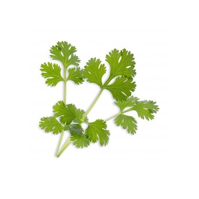 BIO Koriander pre SMART kvetináče véritable KORIANDR003