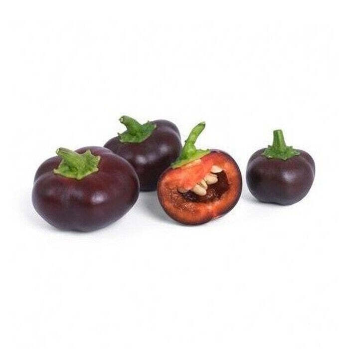 BIO Mini čokoládová paprika pre SMART kvetináče Véritable