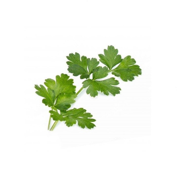 BIO Petržlen pre SMART kvetináče véritable PETRZELKA002